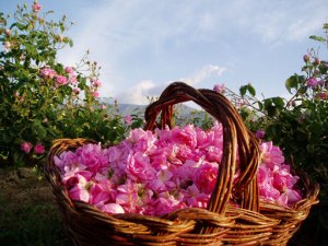 La vallée des roses, Bulgarie