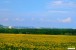 Albena