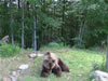 Parc des ours dansants