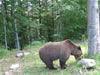 Parc des ours dansants