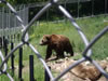 Parc des ours dansants