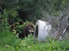 Parc des ours dansants