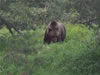 Parc des ours dansants