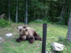 Parc des ours dansants