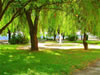 Vidin