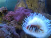 Aquarium de Varna