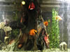 Aquarium de Varna