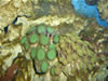 Aquarium de Varna