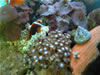 Aquarium de Varna