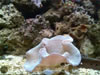 Aquarium de Varna