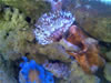 Aquarium de Varna